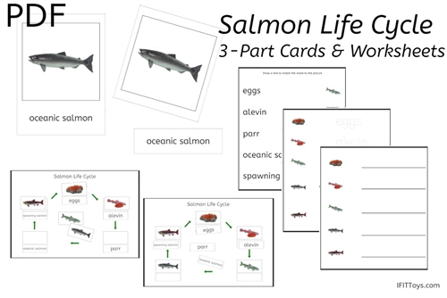 salmon life cycle diagram