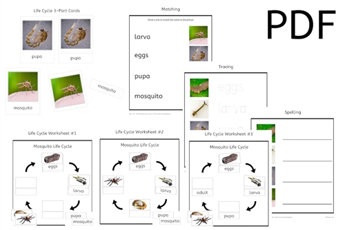 life cycle of a mosquito worksheet