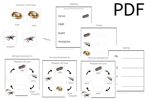 life cycle of a mosquito worksheet